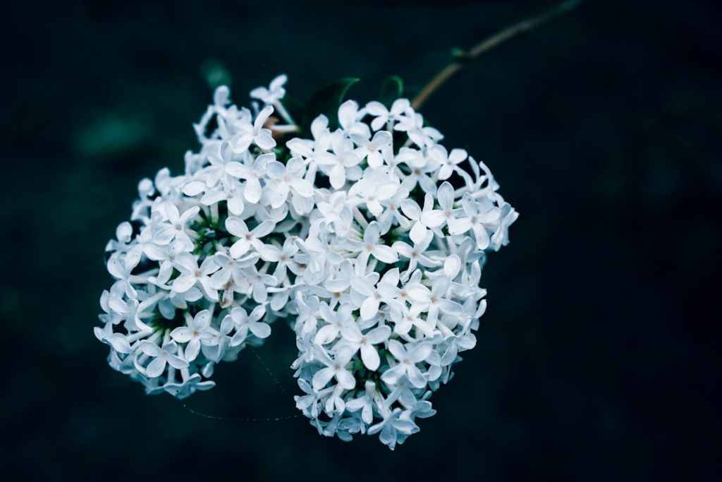 Photo Flowering plant