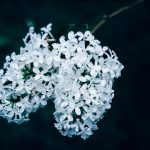 Photo Flowering plant